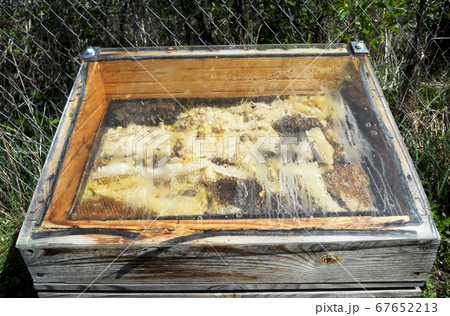 wax honeycomb from a bee hive filled with golden 67652213