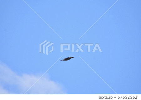 ヤマセミぴょーん 67652562