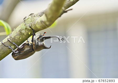 カブトムシ カブトムシ 67652893