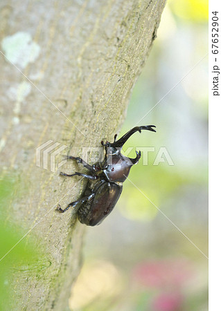 カブトムシ 67652904