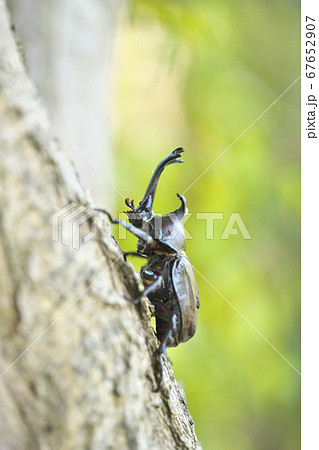 カブトムシ 67652907