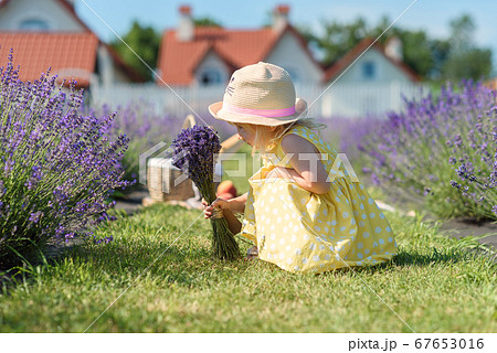A little beautiful girl walks through the wide purple field of lavender and enjoys the aromas. A small model collects lavender flowers. 67653016