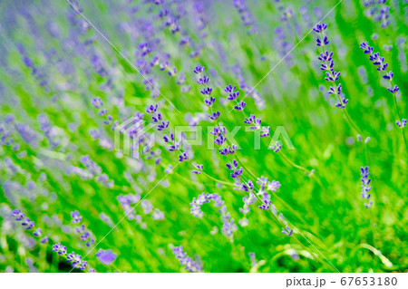 ラベンダー畑 67653180
