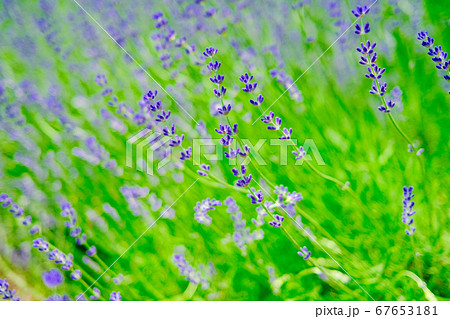 ラベンダー畑 ラベンダー畑 67653181