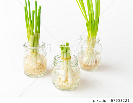 小ネギのリボベジ 再生野菜の栽培 リボベジで節約 の写真素材
