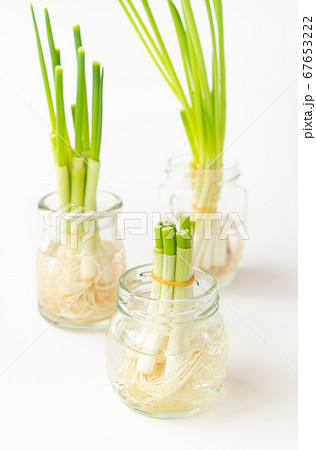 小ネギのリボベジ 再生野菜の栽培 リボベジで節約 の写真素材