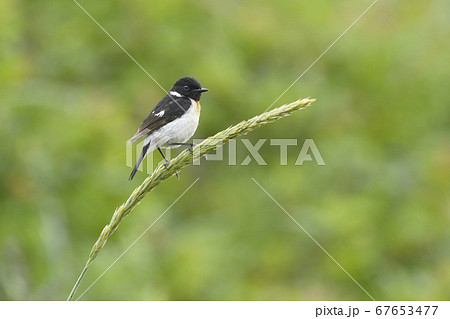 ノビタキ　オス　夏羽 67653477