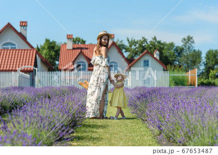 Family portrait in lavender field, mother and daughter together having fun 67653487