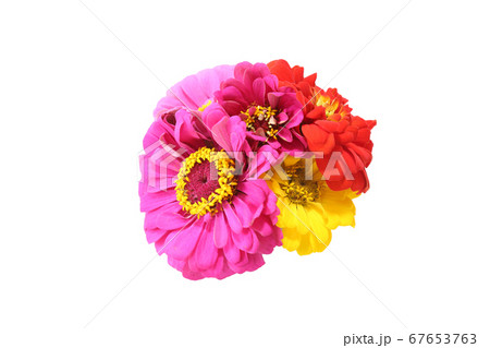 ジニアの花束 ジニアの花束 67653763