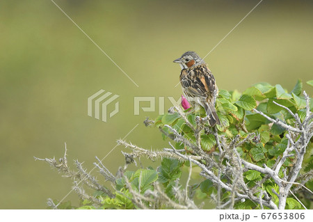 ホオアカ 67653806