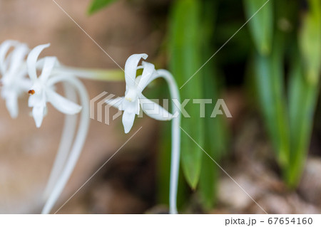 樹に着生したフウラン 67654160