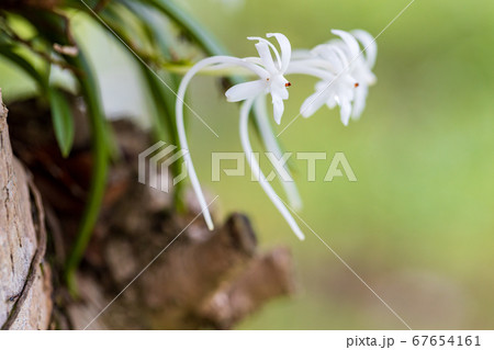 樹に着生したフウラン 67654161