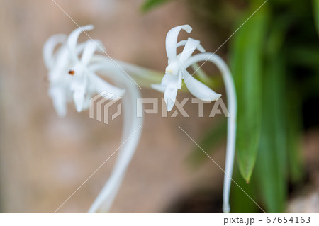 樹に着生したフウラン 樹に着生したフウラン 67654163