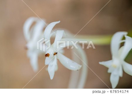 樹に着生したフウラン 67654174