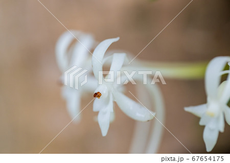 樹に着生したフウラン 67654175