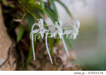 樹に着生したフウラン 67654176