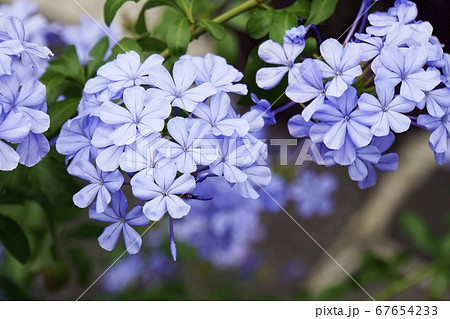 青いルリマツリの花 青いルリマツリの花 67654233