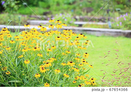 ルドベキアの花 67654366
