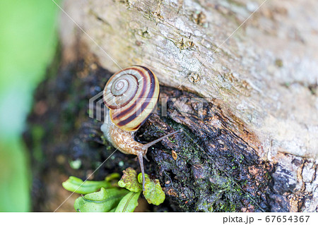 樹に着いたカタツムリ 67654367