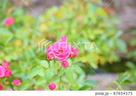 バラの花 エルベーションの写真素材