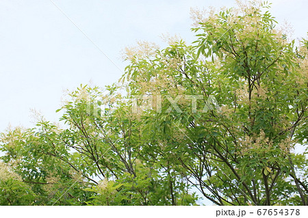 シマトネリコの花 67654378