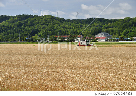 北海道江差町で黄金色の麦秋を迎えコンバインで刈り入れ作業をする夏の風景を撮影 67654433