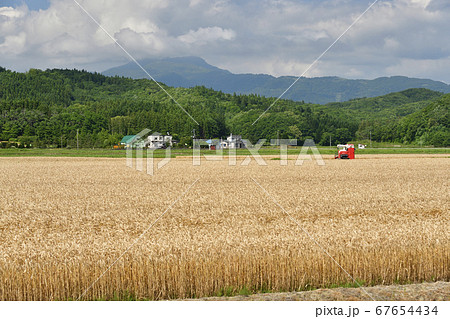 北海道江差町で黄金色の麦秋を迎えコンバインで刈り入れ作業をする夏の風景を撮影 67654434