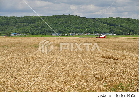 北海道江差町で黄金色の麦秋を迎えコンバインで刈り入れ作業をする夏の風景を撮影 67654435