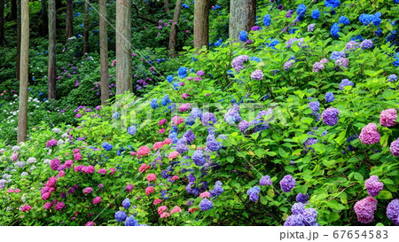 紫陽花の森 紫陽花の森 67654583