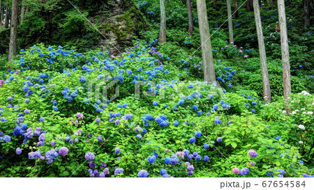 紫陽花の森 紫陽花の森 67654584