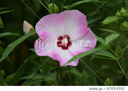 タイタンビカスの花 67654592