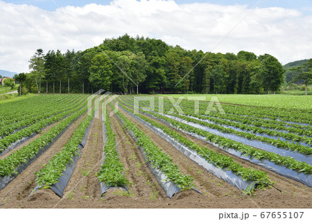 北海道厚沢部町でサツマイモ畑の夏の風景を撮影 北海道厚沢部町でサツマイモ畑の夏の風景を撮影 67655107