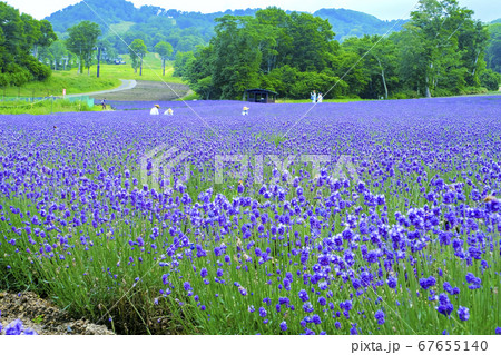 たんばらラベンダーパーク たんばらラベンダーパーク 67655140
