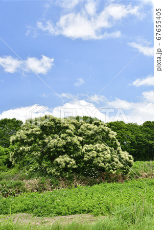 北海道厚沢部町で花が満開の栗の木の夏の風景を撮影の写真素材
