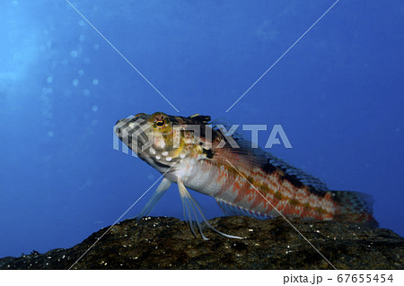 コウライトラギス 67655454