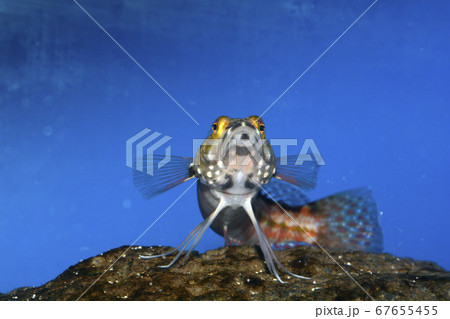 コウライトラギス　正面 67655455