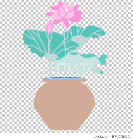 Illustration of potted lotus 67655603