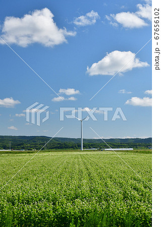北海道江差町で満開の白い花が咲く蕎麦畑の夏の風景を撮影 67656102