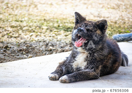 秋田犬 黒虎毛 伏せ 5675の写真素材