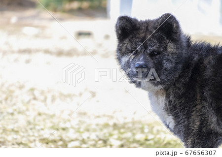 秋田犬 黒虎毛 横向き顔正面 5713の写真素材