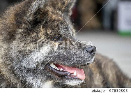 秋田犬 黒虎毛 横向き 5677 秋田犬 黒虎毛 横向き 5677 67656308