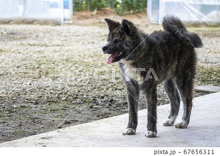 秋田犬 黒虎毛 立ち全身 5667 秋田犬 黒虎毛 立ち全身 5667 67656311