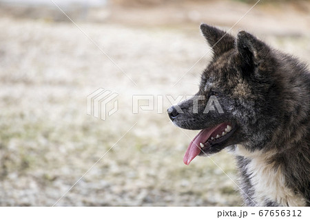 秋田犬 黒虎毛 5675の写真素材