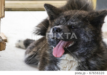 秋田犬 黒虎毛 5675 67656320