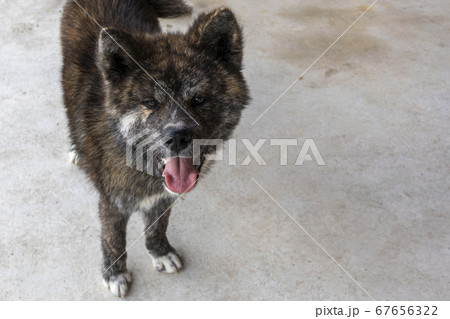 秋田犬 黒虎毛 やや引き 正面5543 秋田犬 黒虎毛 やや引き 正面5543 67656322
