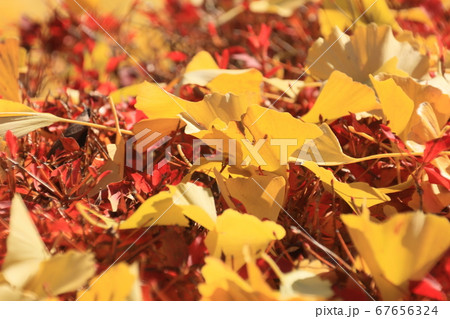 イチョウ　落葉 67656324