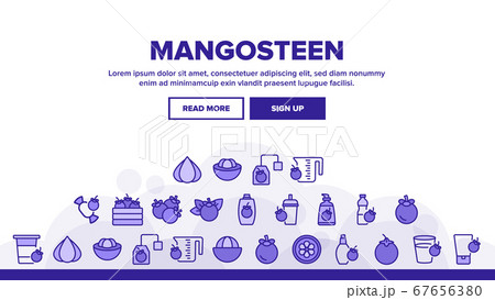 Mangosteen Sweet Fruit Landing Header Vector 67656380