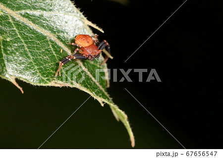 生き物 蜘蛛 アズチグモ オスです 大きさは二 三ミリでメスの三分の一ほど 色は赤茶色ですの写真素材