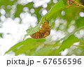 セミの抜け殻 67656596