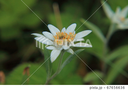 礼文　ウスユキソウ 67656636